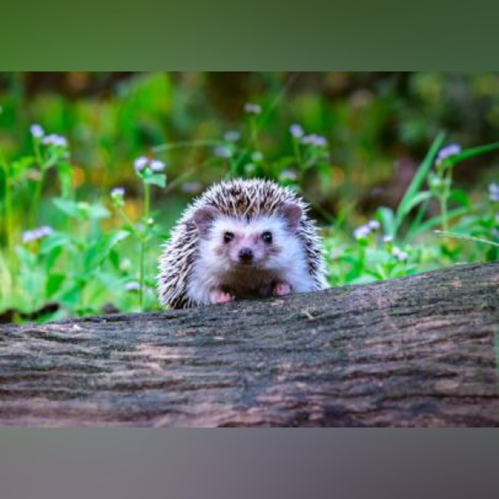 $2 Hedgehog keychain new $2 WITH ANY $10 ORDER OR MORE - Picture 11 of 12